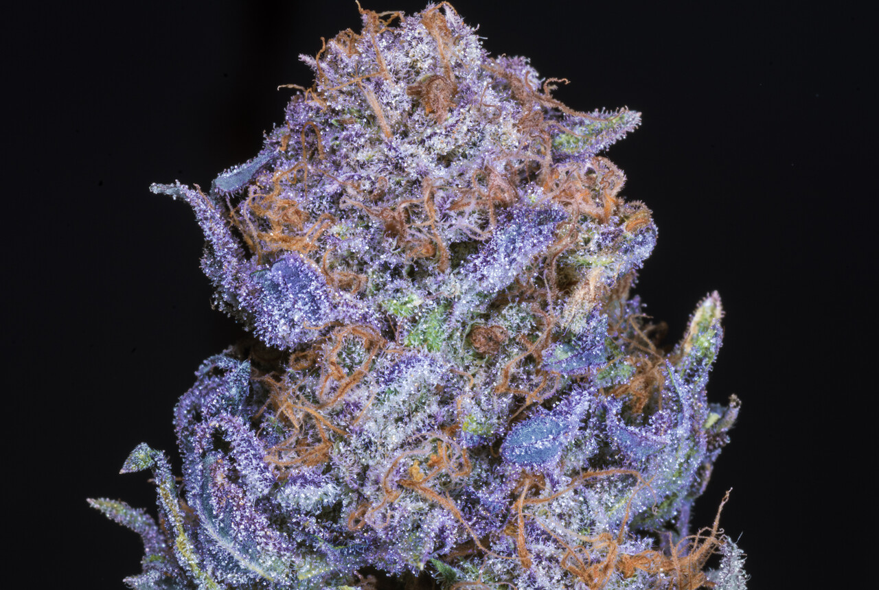 Carbon Fiber Marijuana Strain Information Wikileaf