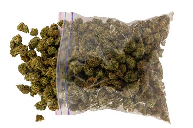 a large bag filled with green nugs of cannabis