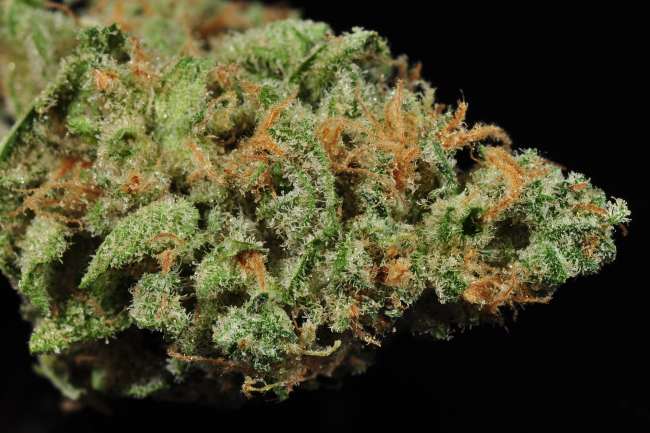 A macro shot of the strain Blue Dream with crystalized trichomes covering the bud and orange hairs coming out of its crevices