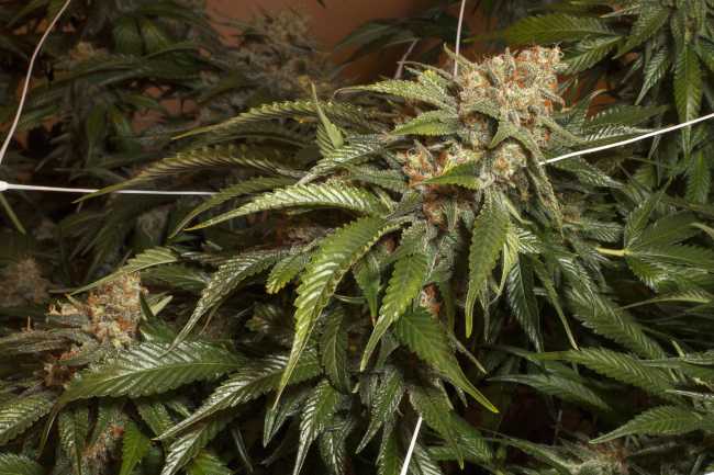 A Harlequin cannabis plant growing out of a white trellis in grow room.