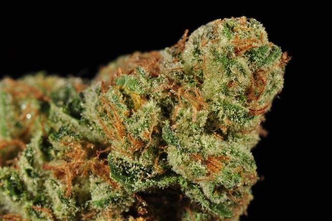 Up close image of a Jillybean cannabis nugget that is green with sparse orange hairs