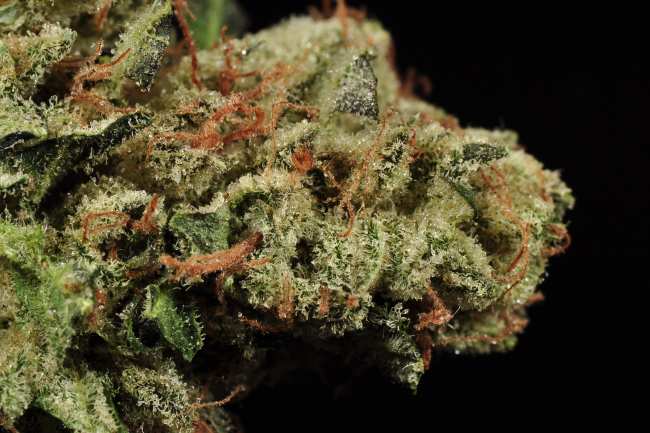 A crystal dusted bud with orange hairs coming out from the tip of a cannabis bud