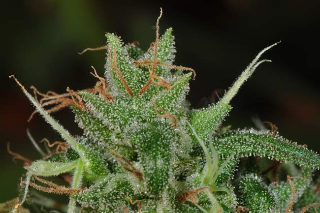 Neon green cannabis bud with long orange hairs coming out of the top of the cola