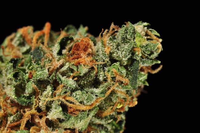 A cannabis nugget with bright and vivid green calyxes and orange hairs