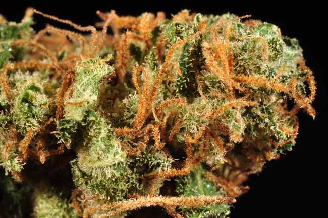 Cannabis bud with dark orange hairs covering its green and white dusted body