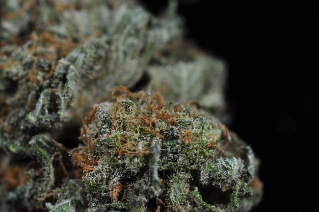 A macro shot of a cannabis nugget with purple hues in the sugar leaves and orange hairs intermixed with white trichomes