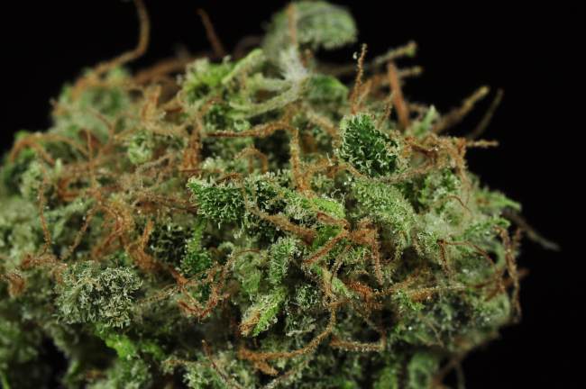 A Sensi Star that cannabis bud that is neon-green with orange hairs