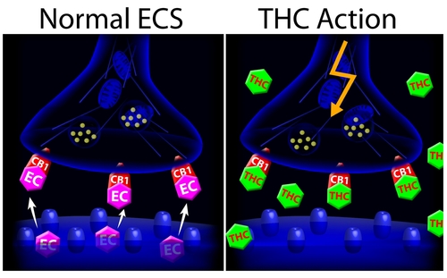The endocannabinoid system