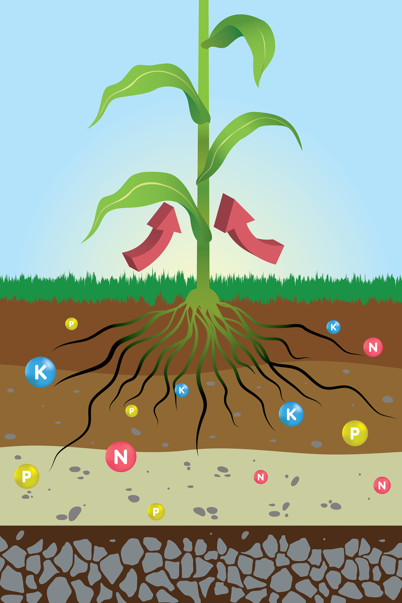 How To Make Sure Your Plants Are Getting All Their Nutrients Wikileaf