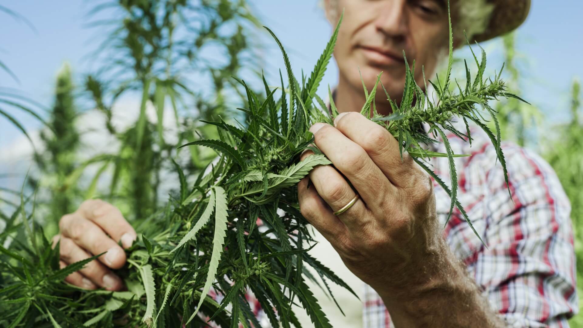 When Is The Best Time To Harvest Your Cannabis Wikileaf