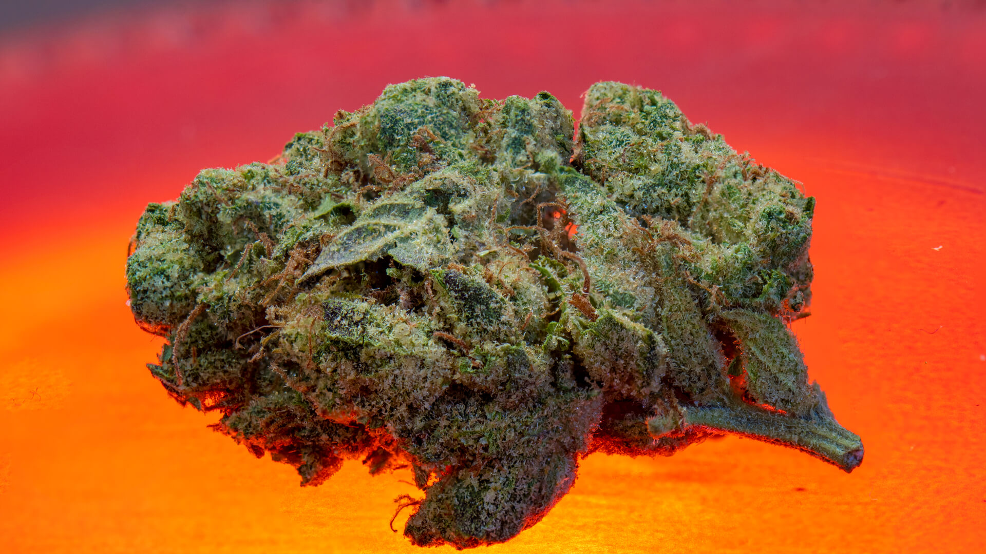 8 Highest THC Strains Wikileaf