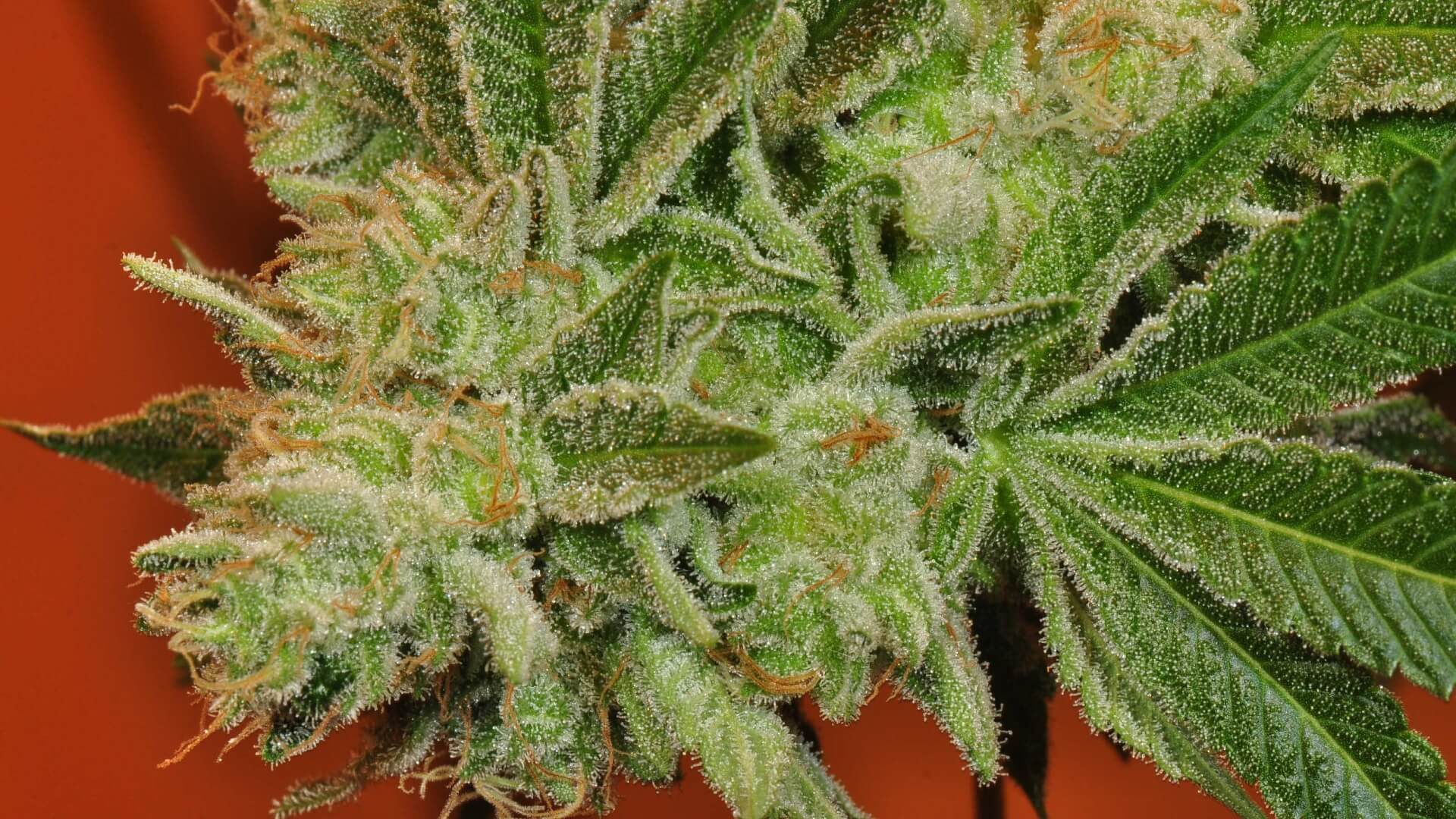 Cannabis plant that is freshly harvested with green leaves and orange hairs, in front of red background