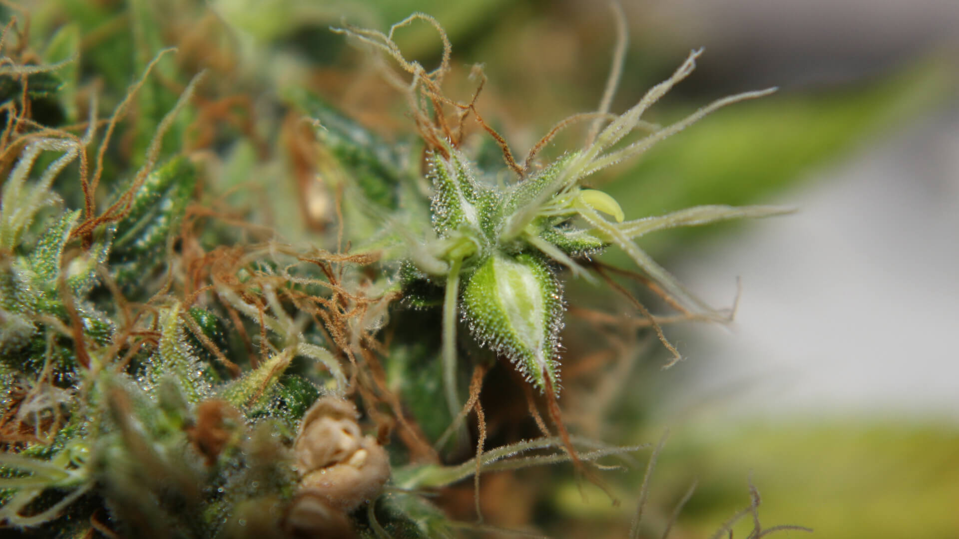 What is Cannabis Flower aka Marijuana Buds